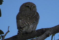 Glaucidium perlatum