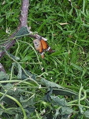 Danaus chrysippus chrysippus