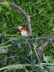 Danaus chrysippus chrysippus