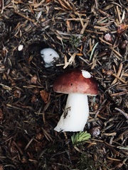 Russula laccata