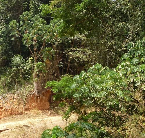 African corkwood tree