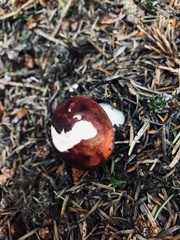 Russula laccata
