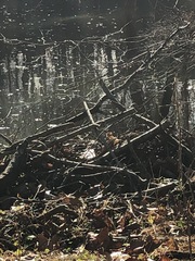 Zonotrichia albicollis