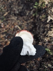 Russula laccata