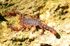 Pseudouroctonus reddelli