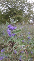 Caryopteris × clandonensis
