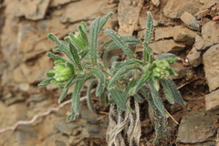 Onosma fastigiata