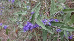 Caryopteris × clandonensis