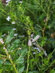 Zizula hylax pygmaea