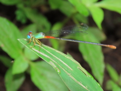 Ceriagrion cerinorubellum