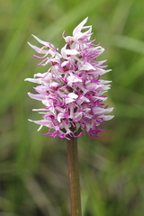 Orchis simia simia