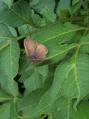 Anthene emolus goberus