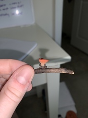 Sarcoscypha occidentalis