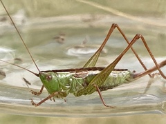 Conocephalus saltans