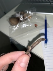 Sarcoscypha occidentalis