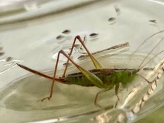 Conocephalus saltans