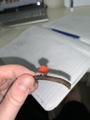 Sarcoscypha occidentalis