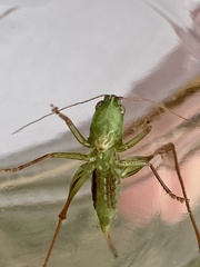 Conocephalus saltans