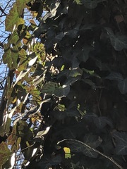 Hedera helix