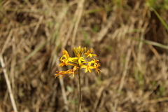 Epidendrum aura-usecheae