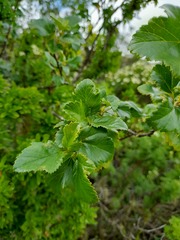 Ribes punctatum