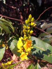 Ochnaceae