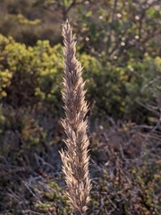 Calamagrostis ophitidis