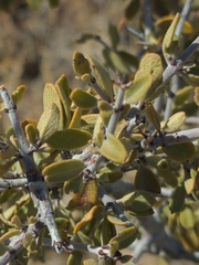 Ceanothus pauciflorus