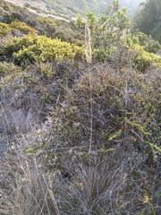 Calamagrostis ophitidis