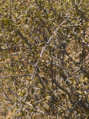 Ceanothus pauciflorus