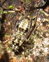 Psocus leidyi