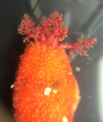 Lissothuria nutriens