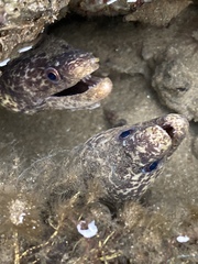 Gymnothorax pseudothyrsoideus