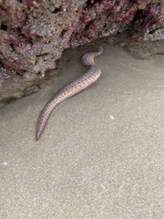 Gymnothorax pseudothyrsoideus