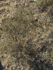 Ceanothus pauciflorus