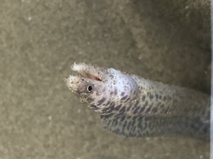 Gymnothorax pseudothyrsoideus