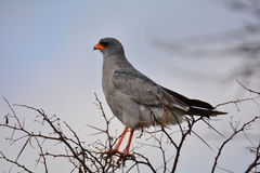 Melierax canorus canorus