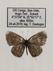 Eicochrysops hippocrates