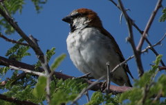 Passer motitensis