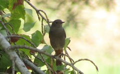 Phoenicurus ochruros