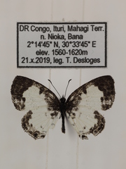 Tuxentius margaritaceus