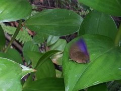 Arhopala centaurus nakula