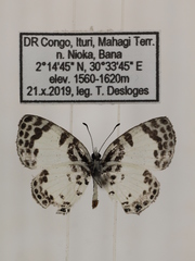 Tuxentius margaritaceus