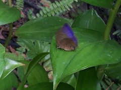 Arhopala centaurus nakula