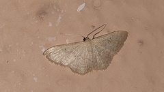 Sterrhinae