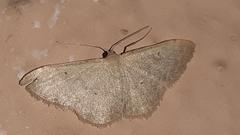 Sterrhinae