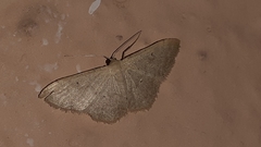 Sterrhinae
