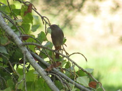 Phoenicurus ochruros