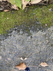 Dermatocarpon luridum