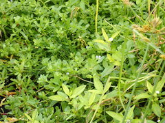 Bacopa monnieri image